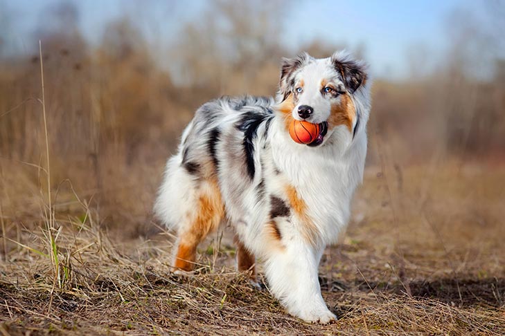 Aussie Dog Breed Colors: Merle Patterns and Unique Eye Hues