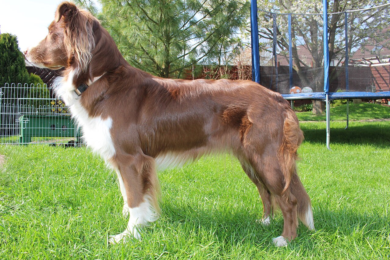 Australian Shepherd: Debunking the Breed's American Roots
